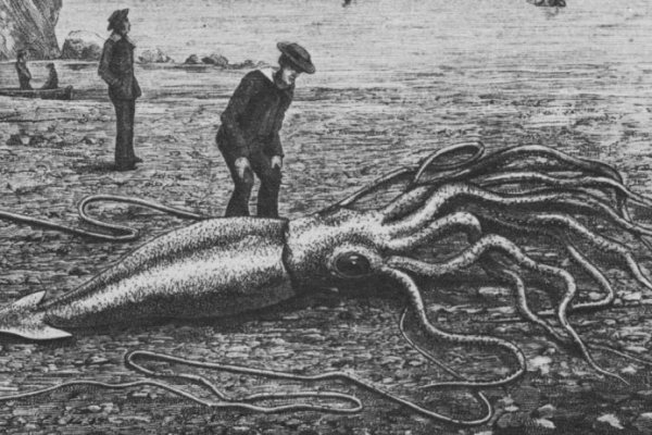 Kraken url